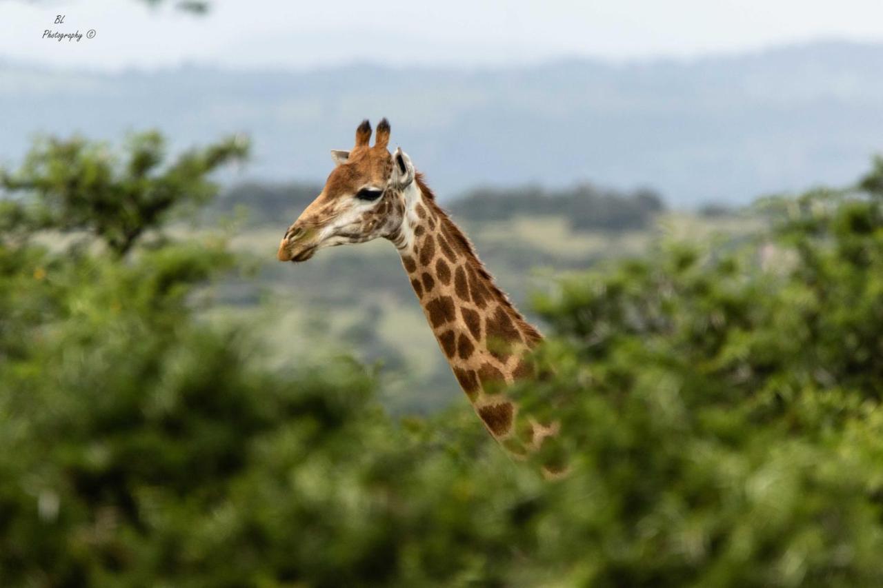 Woodbury Tented Camp - Amakhala Game Reserve Eksteriør billede